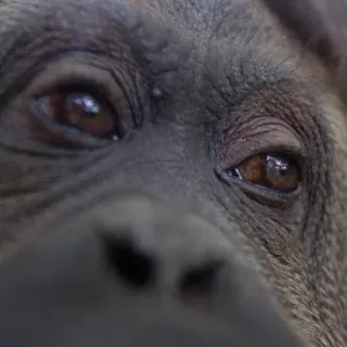 😃 9c5dc8c7 шимпанзе, обезьяна, животное, дикая природа, примат, глаза telegram sticker