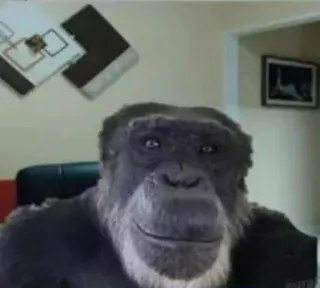 😶 9eb8143c обезьяна, животное, примат, обезьяна, горилла, млекопитающее telegram sticker