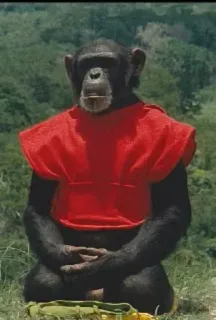 🙏 9f12d55e обезьяна, человекообразная обезьяна, шимпанзе, животное, красная футболка, на улице telegram sticker