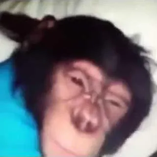 😴 a6c27853 обезьяна, животное, примат, спящий, милый telegram sticker