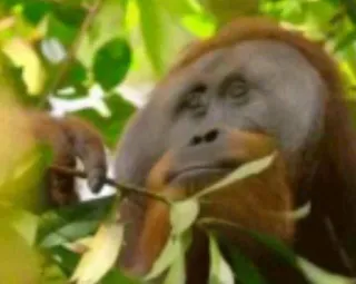 🧐 b7d10d83 орангутан, обезьяна, животное, примат, дикая природа, природа, джунгли telegram sticker