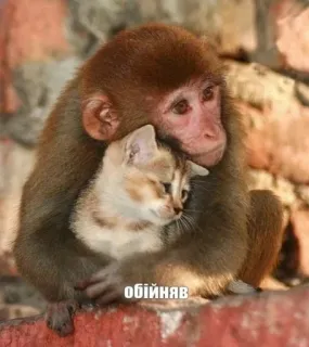 😘 bdb03dc9 обійняв обезьяна, кошка, объятие, животные, дружба, милый, нежность telegram sticker