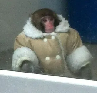 😳 c1ae5b1d обезьяна, пальто, животное, млекопитающее, мех, зима telegram sticker