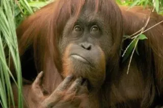 😑 c510e2e1 орангутан, обезьяна, животное, млекопитающее, дикая природа, примат telegram sticker