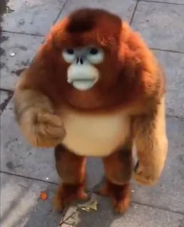 😀 cf538c43 обезьяна, человекообразная обезьяна, животное, милый, стоя, пушистый telegram sticker