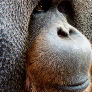 🧚‍♀️ d569b4c0 Орангутан, Обезьяна, Животное, Млекопитающее, Дикая природа, Примат, Природа telegram sticker