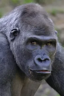 😳 de1a343e горилла, обезьяна, животное, дикая природа, примат, млекопитающее telegram sticker