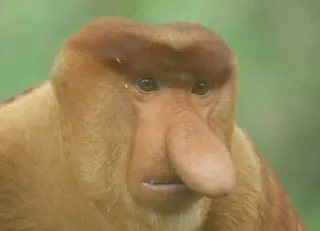 😳 de58e3b1 носач, обезьяна, животное, дикая природа, длинный нос, примат telegram sticker