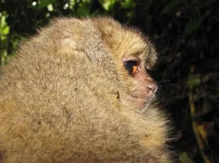 😒 e27fc7c7 обезьяна, примат, животное, дикая природа, млекопитающее telegram sticker