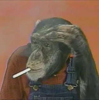 😒 e4bc7d20 обезьяна, животное, сигарета, шимпанзе, примат, курение telegram sticker