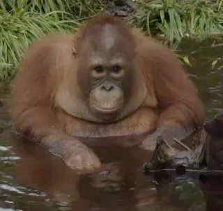 🤗 e50ab5a5 орангутан, обезьяна, животное, дикая природа, природа, млекопитающее telegram sticker