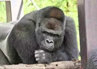 😐 e91e927b Горилла, Животное, Обезьяна, Млекопитающее, Дикая природа, Природа telegram sticker