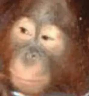 🙊 f293e5c6 Орангутан, Обезьяна, Животное, Обезьяна, Млекопитающее, Примат telegram sticker