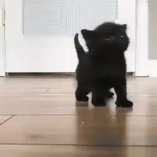 👀 20863f12 子猫, 猫, 黒猫, ペット, 動物, かわいい whatsapp sticker