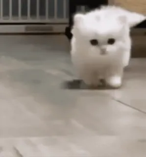 🏃‍♀️ 3572022e 子猫, 猫, 白猫, かわいい, ふわふわ, 動物, ペット whatsapp sticker