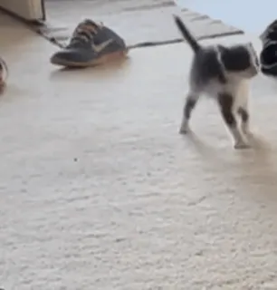 🏃‍♂️ 38c2c9a5 子猫, 猫, 可愛い, ペット, 動物 whatsapp sticker