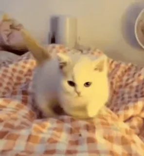 🏃‍♀️ 3b598f1d 子猫, 猫, かわいい, 動物, ペット, 家畜 whatsapp sticker