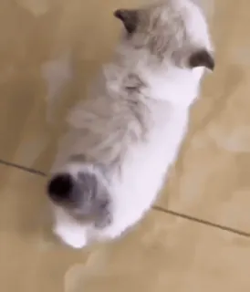 🏃‍♂️ 6fc5100a 子猫, 猫, ペット, 動物, ふわふわ, 可愛い whatsapp sticker