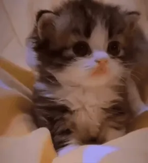 👀 88d80437 子猫, 猫, かわいい, 動物, ふわふわ, ペット whatsapp sticker