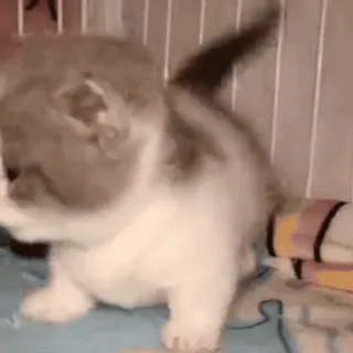 😂 bd5770f7 子猫, 猫, 動物, 可愛い, ペット, 家畜, ネコ科 whatsapp sticker