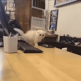 🏃‍♀️ f7dbc5d5 猫, 子猫, 動物, ペット, 可愛い, 家畜 whatsapp sticker