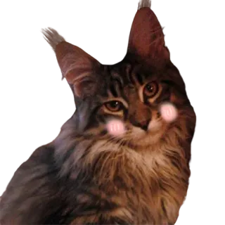 😊 407866e9 kat, huisdier, dier, kitten, huiskat, schattig telegram sticker