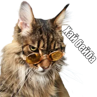 😏 fb84bd83 Хай бейба kat, zonnebril, grappig, russisch, хай бейба, meme telegram sticker