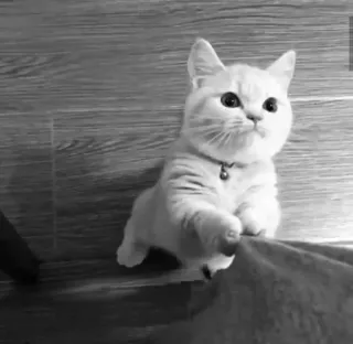 🖇 01e60714 kot, kociak, słodki, zwierzę domowe, zwierzę, domowy telegram sticker