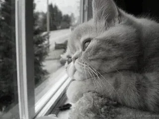 🖇 02f07922 Lazing cat in the window kot, okno, leniwy, zwierzę domowe, zwierzę, domowy telegram sticker