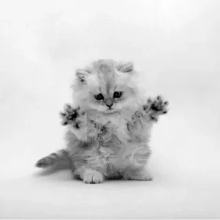 🖇 06d300f1 kot, kociak, zwierzę, zwierzak, słodki, puszysty telegram sticker