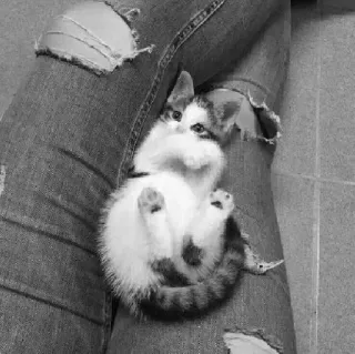 🖇 0910ea1d kot, kotek, jeansy, zwierzę domowe, słodki, zwierzę telegram sticker