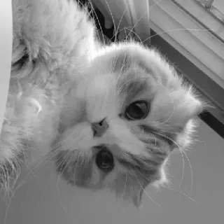 🖇 148e43e6 kot, zwierzę domowe, zwierzę, zwierzę domowe, słodki, koci telegram sticker