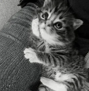 🖇 15ea525f kotek, kot, zwierzę, słodki, zwierzę domowe, zwierzę domowe telegram sticker