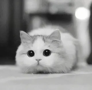 🖇 15f48235 kot, słodki, puszysty, kociak, zwierzę domowe, zwierzę, uroczy telegram sticker