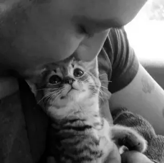 🖇 20729152 kot, kociak, zwierzę domowe, zwierzę, słodki, kot domowy, koci, ssak, zwierzęta domowe telegram sticker