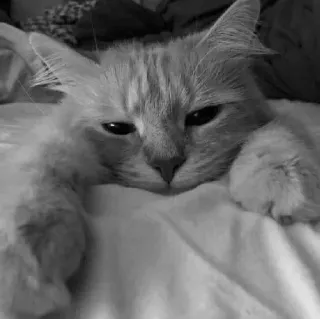 🖇 2adfb16f kot, zwierzę, zwierzę domowe, kotowate, słodki, kot domowy, ssak telegram sticker