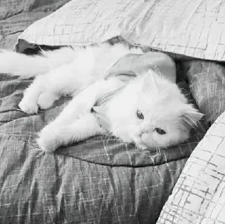 🖇 2fe7260e kot, biały kot, zwierzę domowe, zwierzę, słodki, puszysty telegram sticker