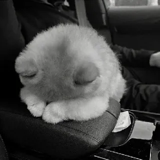 🖇 33abb2f9 kot, kociak, zwierzę, zwierzę domowe, zwierzę domowe, słodki telegram sticker