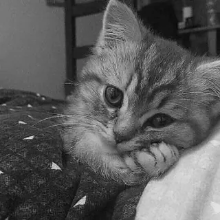 🖇 377c7f85 kot, kociak, zwierzę, zwierzak, słodki, kot domowy, kotowaty telegram sticker