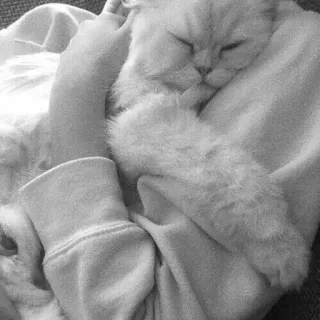 🖇 3bcd5052 kot, środkowy palec, obraźliwe, zwierzę domowe, zwierzę telegram sticker