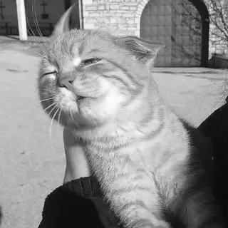 🖇 496b7e78 kot, zwierzę, zwierzak, kotowaty, kot domowy, pręgowany, słodki telegram sticker