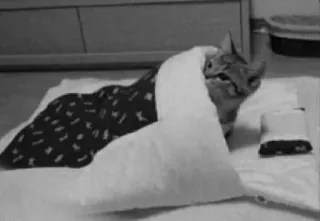 🖇 4c089aa9 kot, zwierzę, zwierzak, poduszka, koc, śmieszne telegram sticker