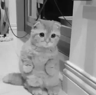 🖇 4e75f291 kot, kociak, słodki, zwierzę domowe, zwierzę, Scottish Fold, kot domowy telegram sticker