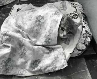 🖇 50f01446 kot, kociak, zwierzę domowe, zwierzę, słodki, koc telegram sticker