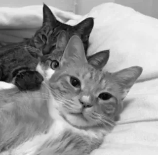 🖇 544752c9 kot, koty, zwierzę domowe, zwierzęta, kot domowy, koci telegram sticker