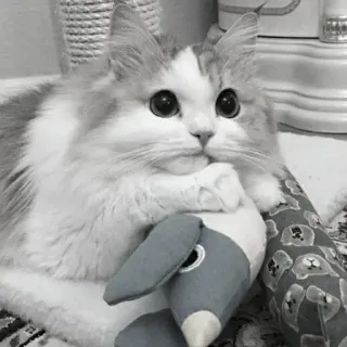 🖇 5a859caa kot, kociak, puszysty, słodki, zwierzę, zwierzak, zabawka telegram sticker