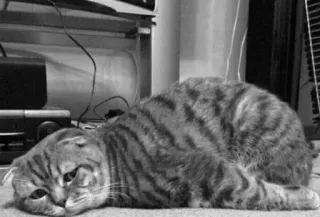 🖇 5c24d964 kot, zwierzę, zwierzę domowe, kot domowy, śpiący, pręgowany telegram sticker