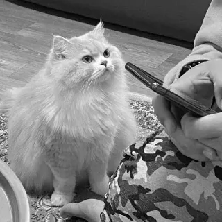 🖇 5d067124 kot, zwierzę domowe, zwierzę, puszysty, słodki, domowy, w domu telegram sticker