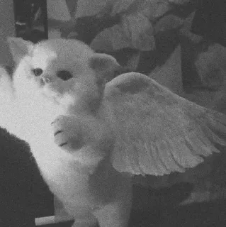 🖇 664fb605 kot, skrzydła, anioł, słodki, zwierzę, zwierzę domowe telegram sticker