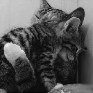 🖇 6a7e1cbf kot, kotek, zwierzęta, słodki, zwierzę domowe, koci telegram sticker